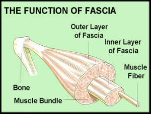 150827 Muscle Fascia rolfing2